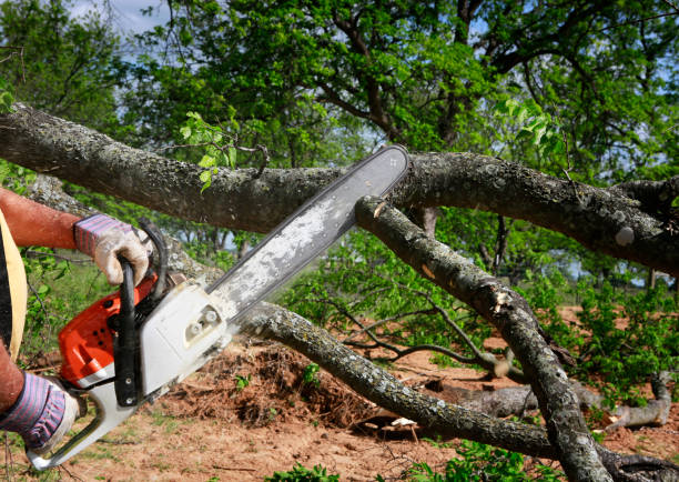 Best Dead Tree Removal  in Altamonte Springs, FL